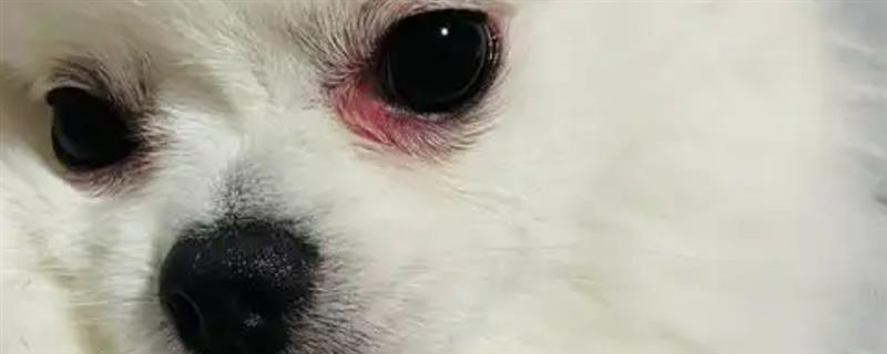 狗狗眼睛经常发红的原因，一般是受到刺激、感染细菌和外伤所致
