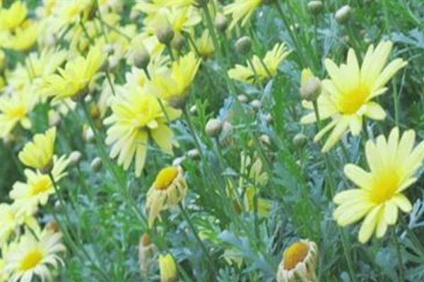 茼蒿菊和玛格丽特有什么区别，开花时长和株高均不同