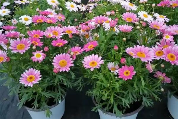 茼蒿菊和玛格丽特有什么区别，开花时长和株高均不同
