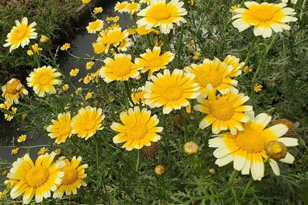 茼蒿菊和玛格丽特有什么区别，开花时长和株高均不同