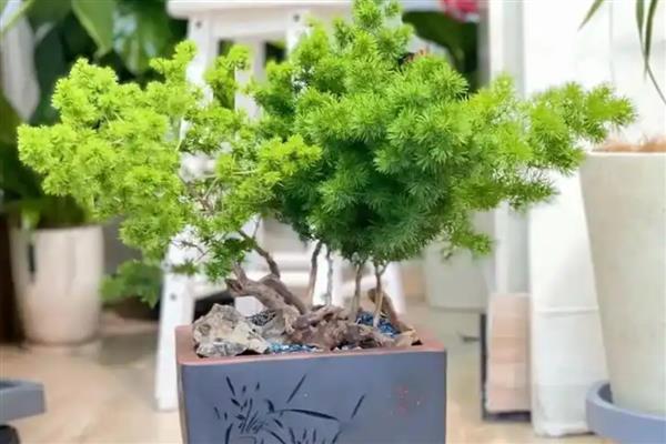 冬季在室内怎么养殖蓬莱松，适宜生长在温暖的环境中