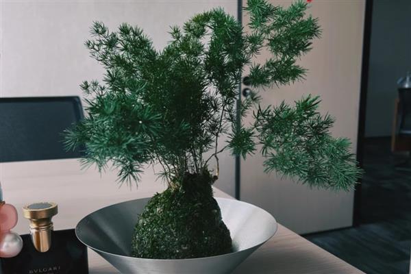 冬季在室内怎么养殖蓬莱松，适宜生长在温暖的环境中