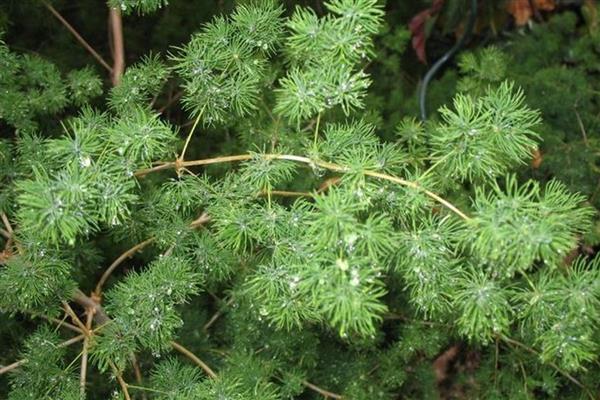 冬季在室内怎么养殖蓬莱松，适宜生长在温暖的环境中