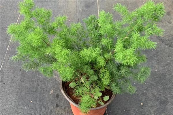 冬季在室内怎么养殖蓬莱松，适宜生长在温暖的环境中