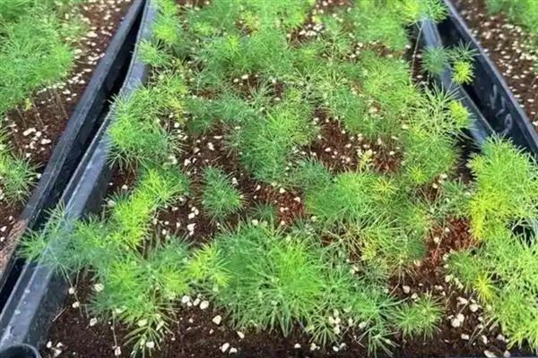 冬季在室内怎么养殖蓬莱松，适宜生长在温暖的环境中