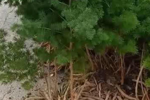 冬季在室内怎么养殖蓬莱松，适宜生长在温暖的环境中