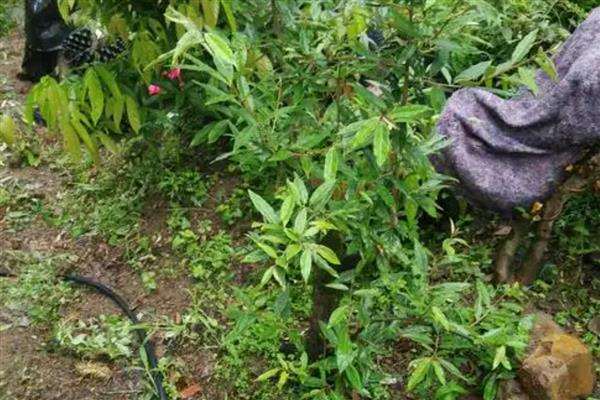 羊奶果如何种植，适宜生长在酸性土壤中