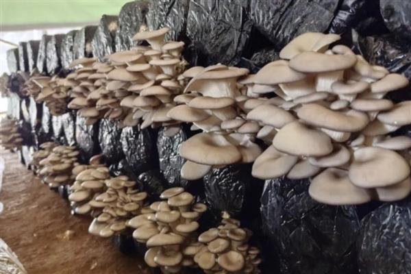 5000袋平菇的日产量，约为300-400kg左右