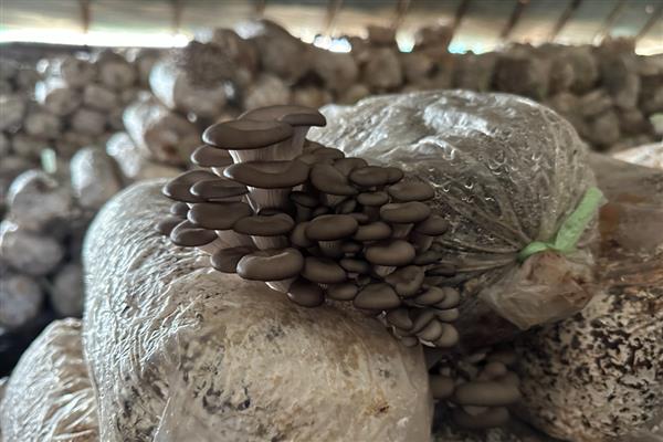 5000袋平菇的日产量，约为300-400kg左右