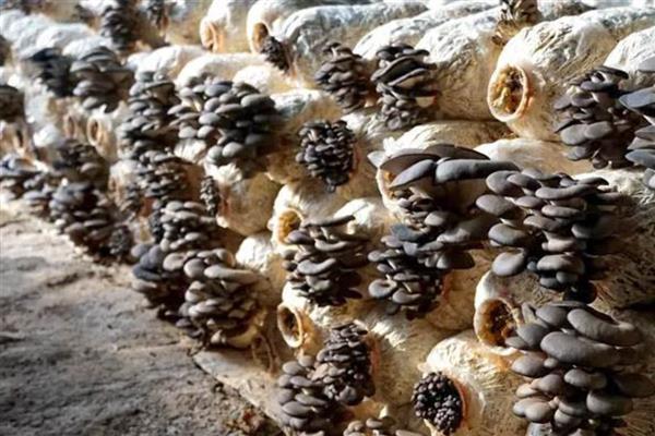 5000袋平菇的日产量，约为300-400kg左右