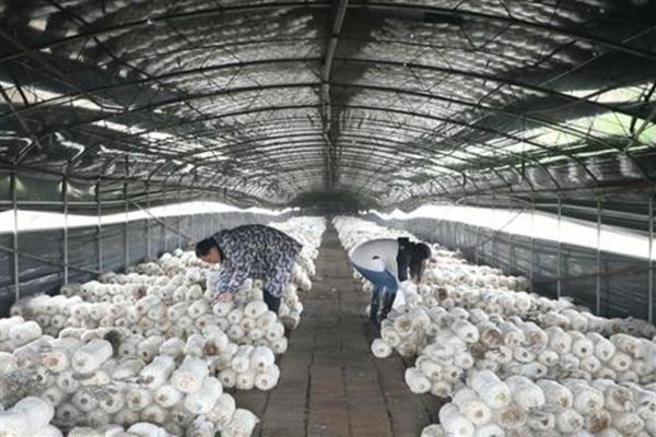 5000袋平菇的日产量，约为300-400kg左右