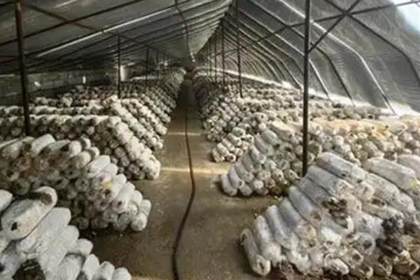 5000袋平菇的日产量，约为300-400kg左右