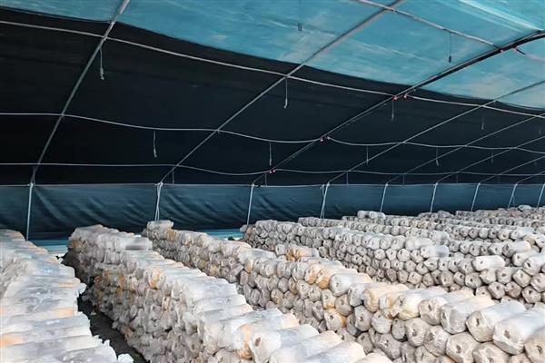 5000袋平菇的日产量，约为300-400kg左右