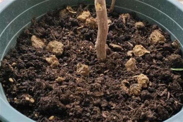怎么养殖红花满天星，每天至少接受6小时的光照