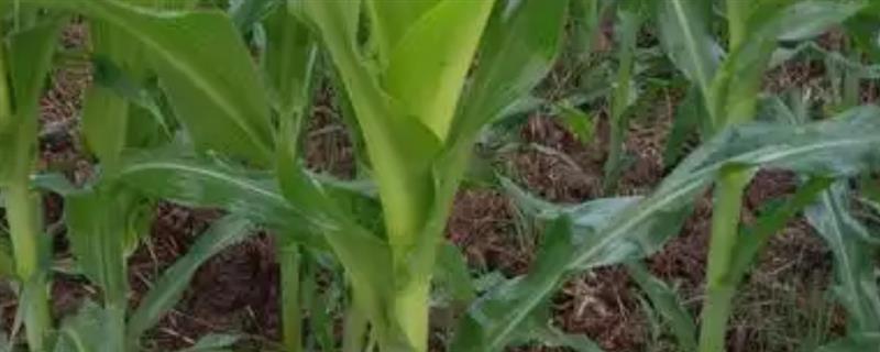 玉米什么时候控旺，6-10叶期打控旺药