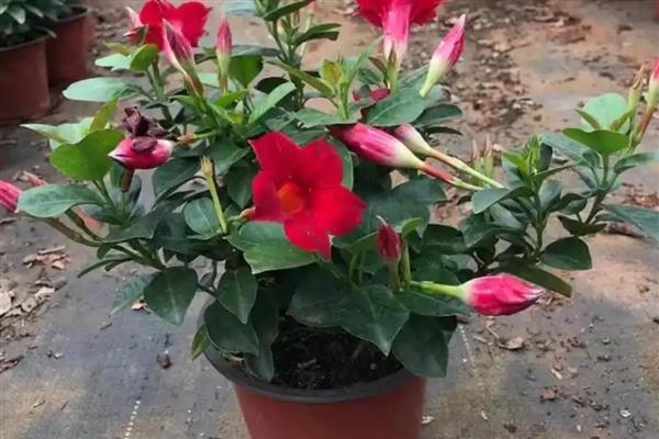 飘香藤为什么不开花，可能是长期未换盆、光照不足等原因引起
