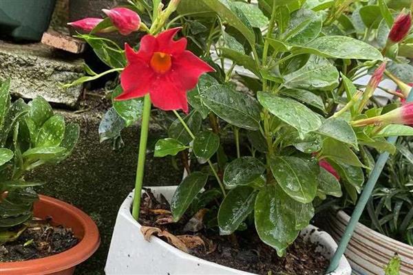 飘香藤为什么不开花，可能是长期未换盆、光照不足等原因引起