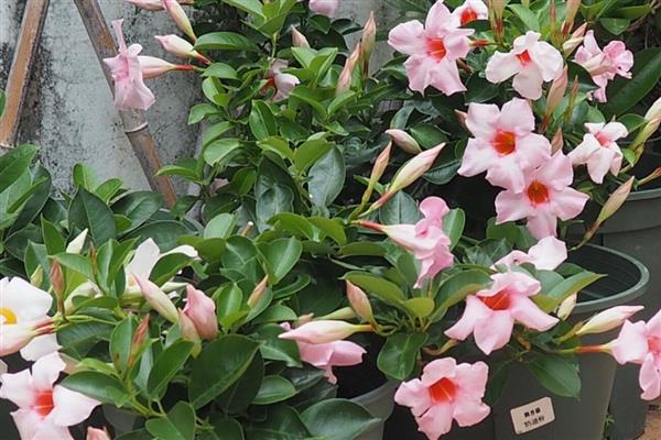 飘香藤为什么不开花，可能是长期未换盆、光照不足等原因引起