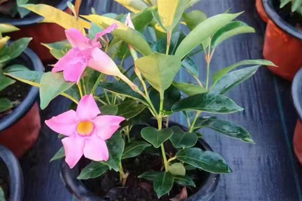 飘香藤为什么不开花，可能是长期未换盆、光照不足等原因引起