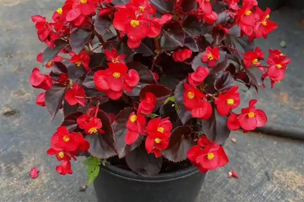 一年四季都开花的盆栽,有四季海棠、月季花等