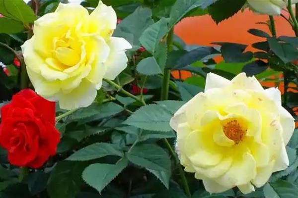 一年四季都开花的盆栽,有四季海棠、月季花等