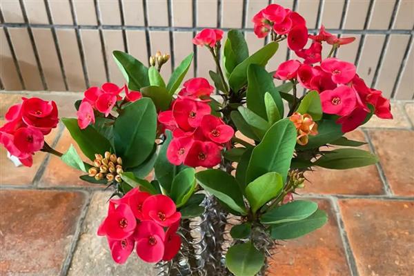 一年四季都开花的盆栽,有四季海棠、月季花等