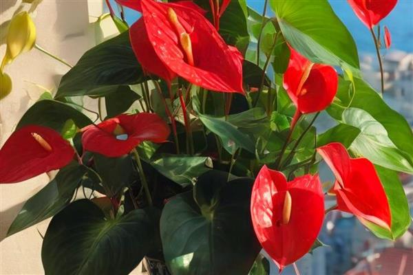 一年四季都开花的盆栽,有四季海棠、月季花等