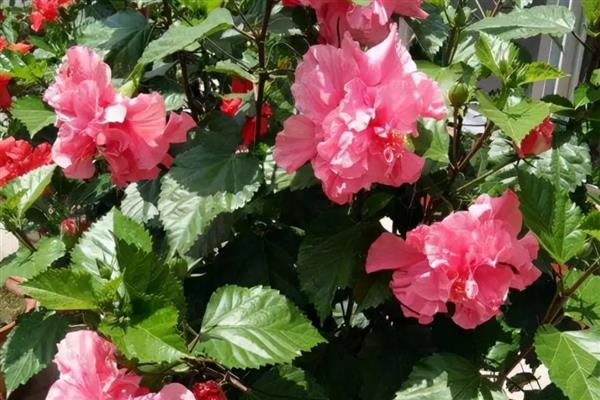 一年四季都开花的盆栽,有四季海棠、月季花等