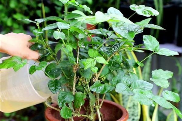 一年四季都开花的盆栽,有四季海棠、月季花等