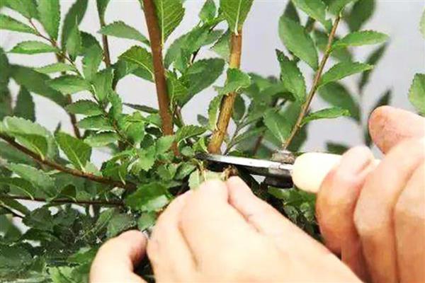 一年四季都开花的盆栽,有四季海棠、月季花等