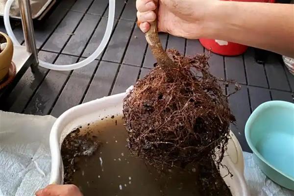 一年四季都开花的盆栽,有四季海棠、月季花等