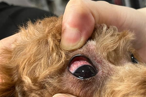 狗狗眼睛经常发红的原因，一般是受到刺激、感染细菌和外伤所致