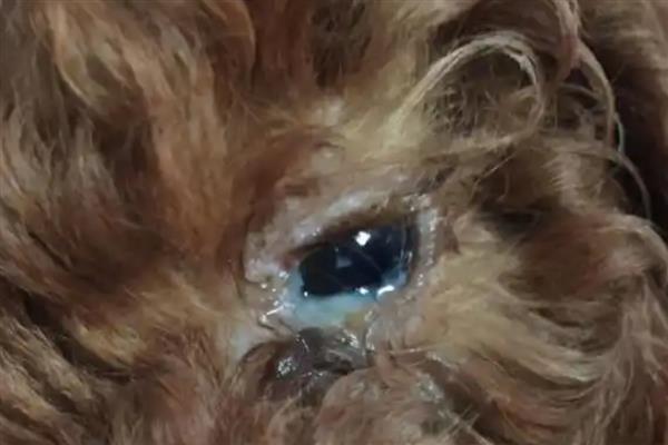 狗狗眼睛经常发红的原因，一般是受到刺激、感染细菌和外伤所致