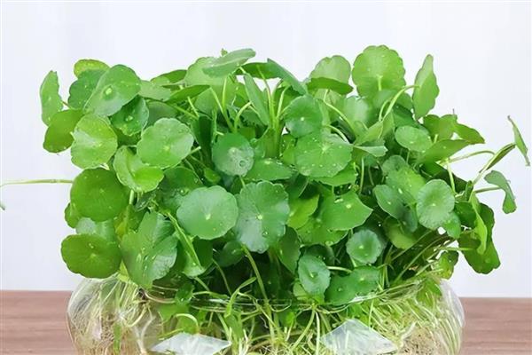 铜钱草是否怕冻，水体结冰时会冻伤死亡