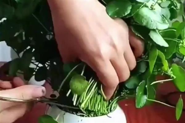 铜钱草是否怕冻，水体结冰时会冻伤死亡