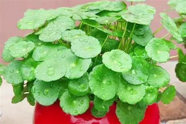 铜钱草是否怕冻，水体结冰时会冻伤死亡