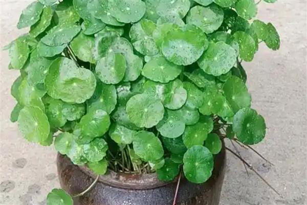 铜钱草是否怕冻，水体结冰时会冻伤死亡