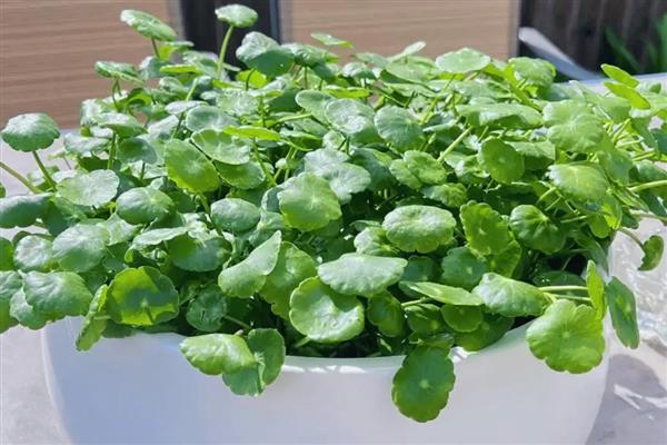 铜钱草是否怕冻，水体结冰时会冻伤死亡