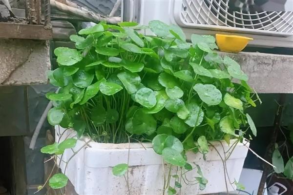 铜钱草是否怕冻，水体结冰时会冻伤死亡