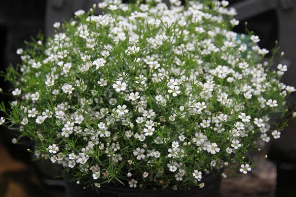 哪种花卉适合送男闺蜜，可选择向日葵、扶郎花、蝴蝶兰等品种