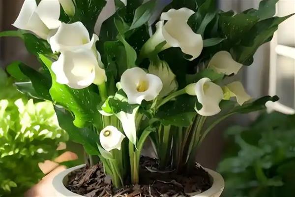 哪种花卉适合送男闺蜜，可选择向日葵、扶郎花、蝴蝶兰等品种