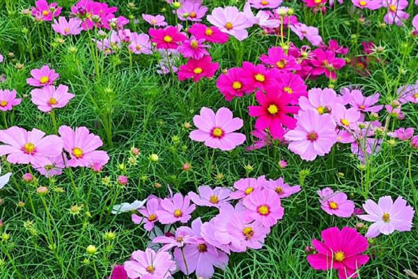 哪种花卉适合送男闺蜜，可选择向日葵、扶郎花、蝴蝶兰等品种