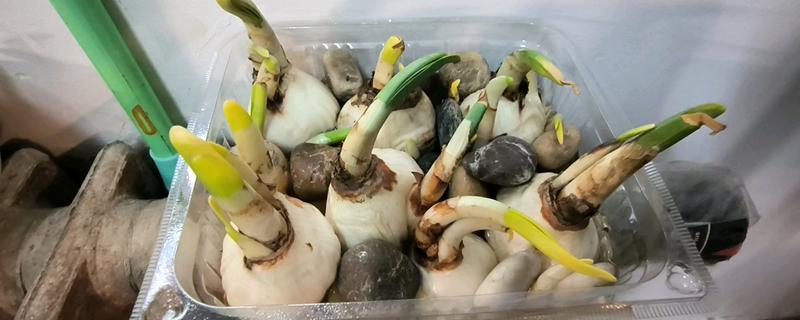 水仙怎么养殖，夏季要放在阴凉通风处
