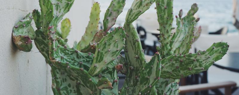 千手观音仙人掌叶片发紫的原因,主要原因就是缺水