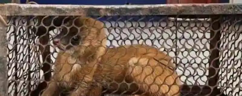 怎么捕捉黄鼠狼，以下7种方式均可使用