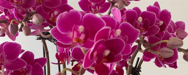 那个品种的兰花最好,推荐蝴蝶兰、春兰等