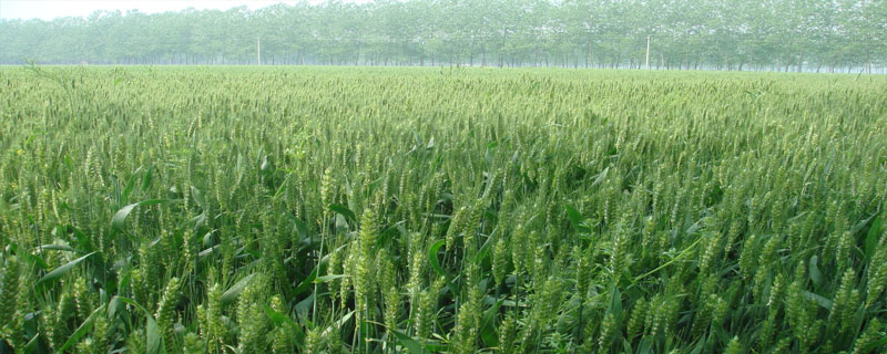襄原211小麦种子特点，生育期199.4天
