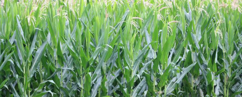 助农试11号玉米种子介绍,及时防治螟虫和粘虫