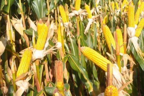 助农试11号玉米种子介绍，及时防治螟虫和粘虫