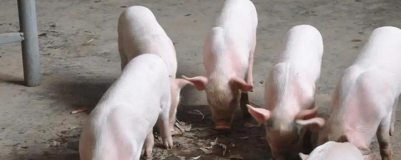 让猪快速生长的方法,根据日龄饲喂不同的食物